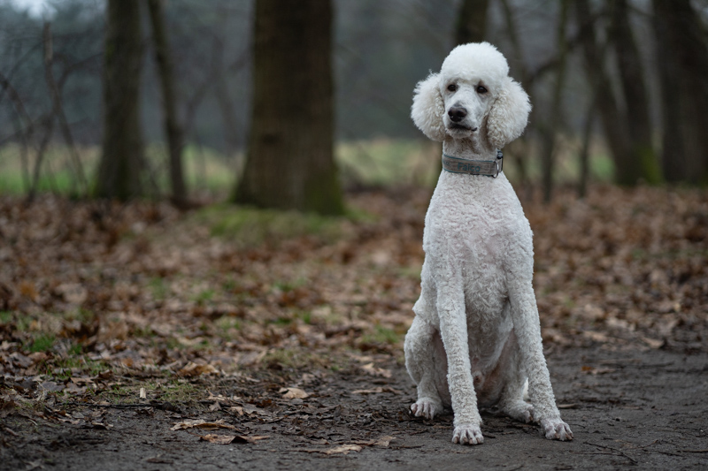 Kinderpraktijk De Balansbal – Therapiehond Falco